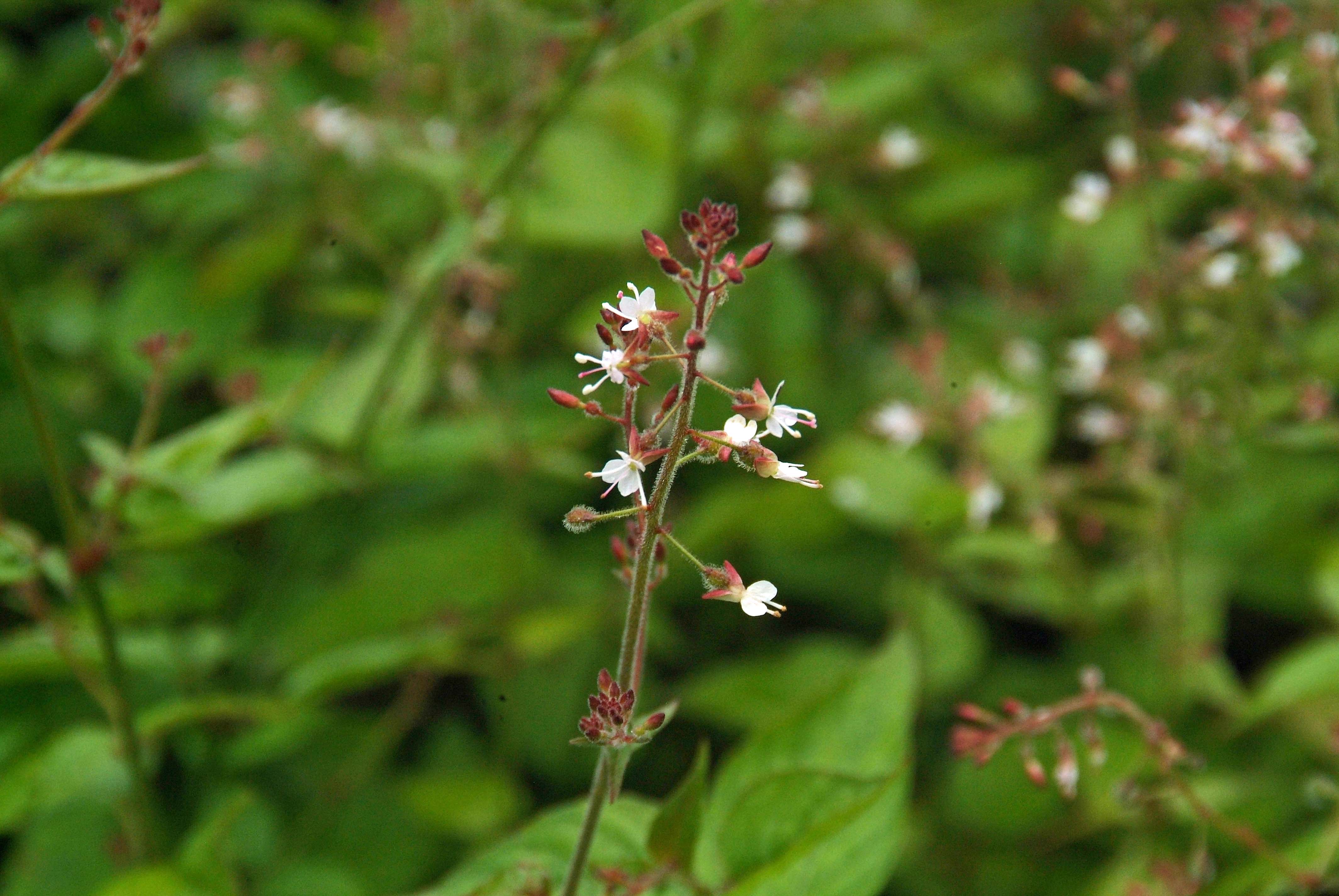 Circaea lutetianaGroot heksenkruid bestellen